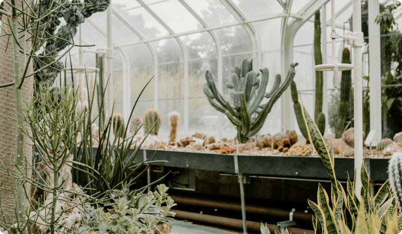 How to Care for Succulents Year-Round